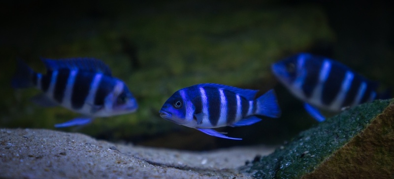 Cyphotilapia gibberosa 'Mtoto'